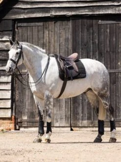 LeMieux Dressage Work Pad -Equestrian Supply Store 3n6a1667 edit copy