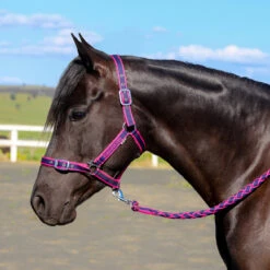 Eurohunter Comfort Halter And Lead -Equestrian Supply Store IMG 4691 2 1296x ea52f079 c953 4df6 ac40 03cdcc057e43