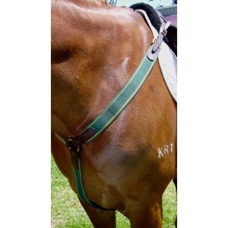 Anthony Thomas Signature Range Elastic Y-Breastplate 2 Anthony Thomas Signature Range Elastic Y-Breastplate - Image 2