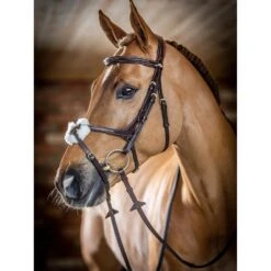 LeMieux Kudos Grackle Bridle -Equestrian Supply Store g0a7257