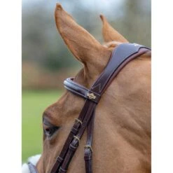 LeMieux Kudos Grackle Bridle -Equestrian Supply Store g0a7347