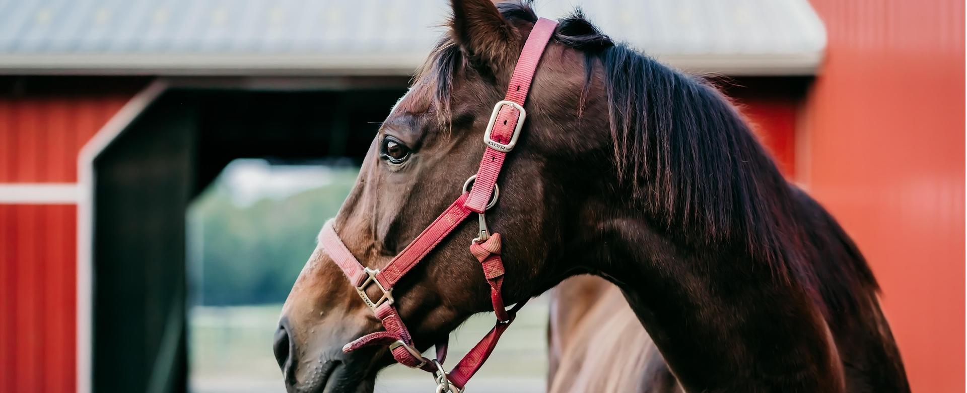 Equestrian Supply Store -Equestrian Supply Store horse 7481726 1920