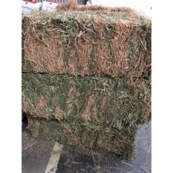 Lucerne Hay *New Season*